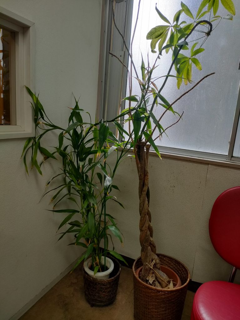 �����̊ϗt�A��